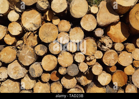 Gefällten Baumstämme auf dem Weg in Schottland Stockfoto