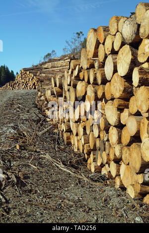 Gefällten Baumstämme auf dem Weg in Schottland Stockfoto