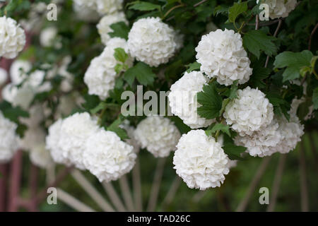 Nahaufnahme des guelderrose in voller Blüte Stockfoto