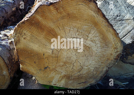 Gefällten Baumstämme auf dem Weg in Schottland Stockfoto