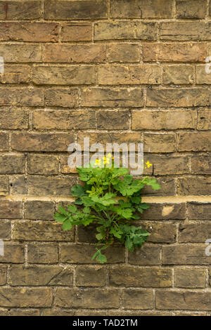 Schöllkraut wachsen in der Wand Stockfoto