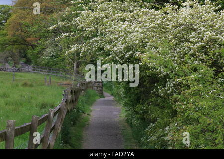 South Pennine Bäume Stockfoto