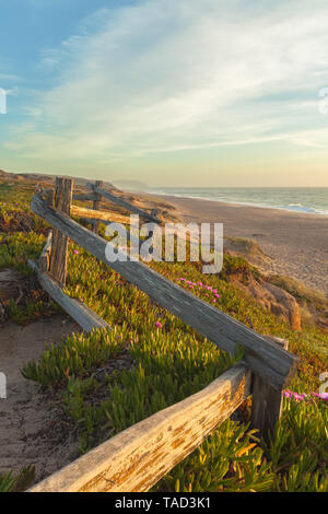 Chilenischen Meer Abb. (Carpobrotus sp.) entlang der Küste bei Point Reyes National Seashore, Kalifornien, USA, auf einem Frühlingsabend. Stockfoto