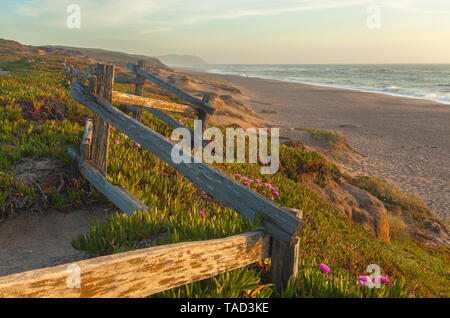 Chilenischen Meer Abb. (Carpobrotus sp.) entlang der Küste bei Point Reyes National Seashore, Kalifornien, USA, auf einem Frühlingsabend. Stockfoto