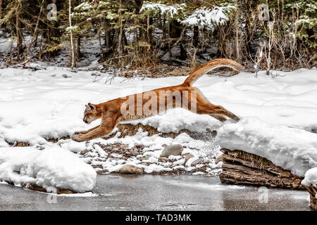 Die Cougar hat viele Namen einschließlich Mountain Lion, Puma, Panther oder Catamount, ist eine große Katze, die in Nord- und Südamerika. Stockfoto