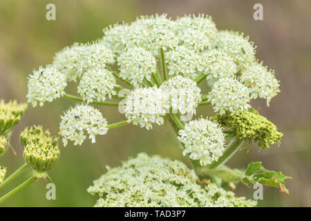 Gemeinsame cowparsnip Blumen, Heracleum Maximum, Point Reyes National Seashore, Kalifornien, USA Stockfoto