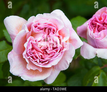 Rosa Mitgefühl eine sehr gesunde und zuverlässige Auswahl. Ihre wohlgeformten Hybrid Tea Blumen sind hellrosa, getönt, mit Coral Pink, und haben einen schönen Stro Stockfoto