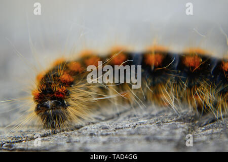 In der Nähe von Europäischen Schwammspinner Raupe, Lymantria dispar dispar Stockfoto