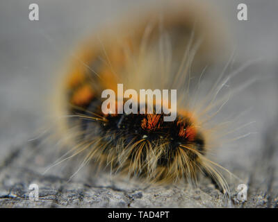 In der Nähe von Europäischen Schwammspinner Raupe, Lymantria dispar dispar Stockfoto