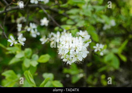 Prunus spinosa, schlehe oder Schlehe, im Frühling blühen. Stockfoto