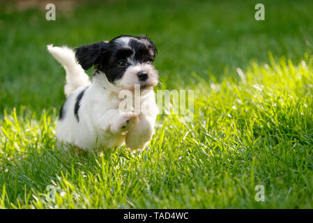 Süße kleine Havaneser Welpe Hund läuft in einem Spring Green Garden Stockfoto