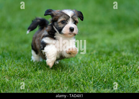 Süße kleine Havaneser Welpe Hund läuft im Gras Stockfoto