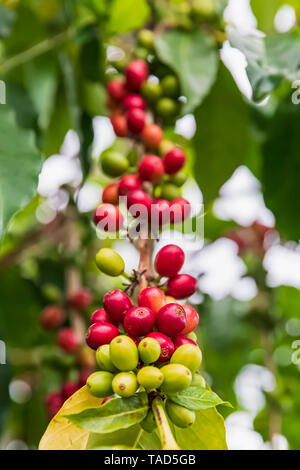 Kaffee Beeren, close-up Stockfoto