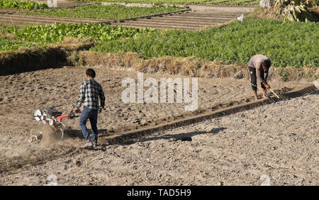 Bauern bebauen Boden mit Gas betriebene rototiller und Umformen angehoben Barriere zwischen Reisfeldern, Mulpani, Tal von Kathmandu, Nepal Stockfoto