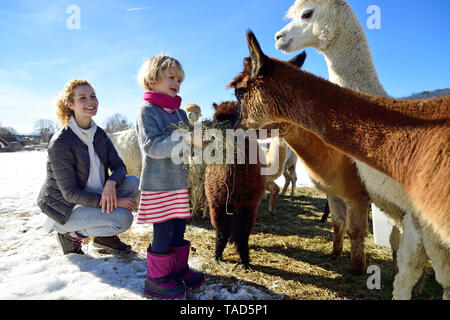 Mutter und Tochter Alpakas Fütterung mit Heu auf einem Feld im Winter Stockfoto