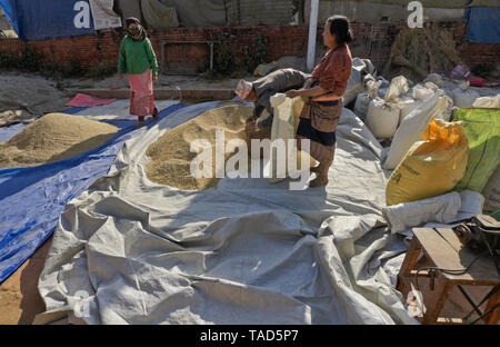 Die Landwirte sun Einsacken - getrocknet Reis, Bhaktapur, Tal von Kathmandu, Nepal Stockfoto