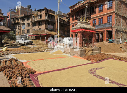 Ton und geerntet Reis trocknen in der Sonne neben Hinduistische Heiligtum in Keramik Square, Bhaktapur, Tal von Kathmandu, Nepal Stockfoto