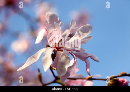 Blüten von Magnolie, close-up Stockfoto