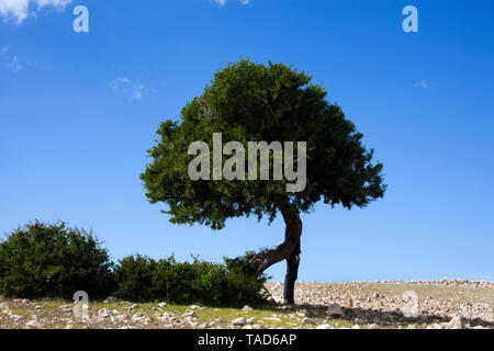 Marokko Sidi Kaouki, Mann, eine Melone hinter einem Baum Stockfoto