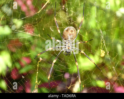 Große Spinne im Netz, Nahaufnahme makro Bild des Australischen Spider Stockfoto