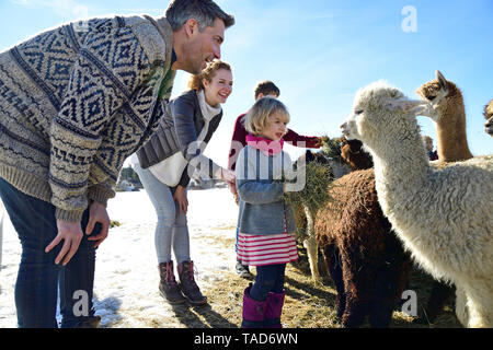 Familie Alpakas Fütterung mit Heu auf einem Feld im Winter Stockfoto