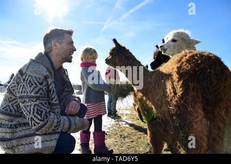 Vater und Tochter Alpakas Fütterung mit Heu auf einem Feld im Winter Stockfoto