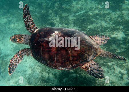 Extrem große (5 Fuss shell Länge) Echte Karettschildkröte (imbricata). Alter über 100 Jahre geschätzt. Männlich. Stockfoto