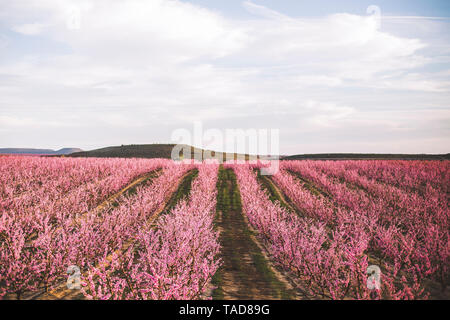 Spanien, Lleida, Peach Blossom Stockfoto