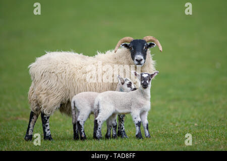 Drei Schafe auf einer Wiese Stockfoto