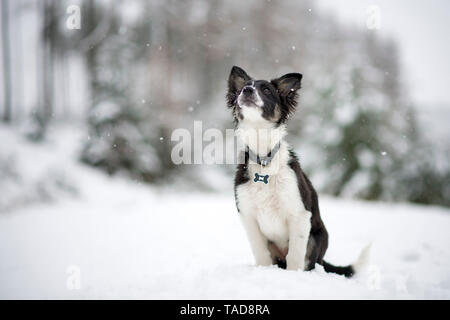 Border Collie Welpen beobachten Schneefall Stockfoto