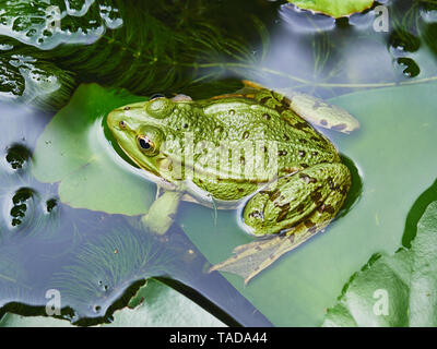 Pool Frosch im Teich Stockfoto