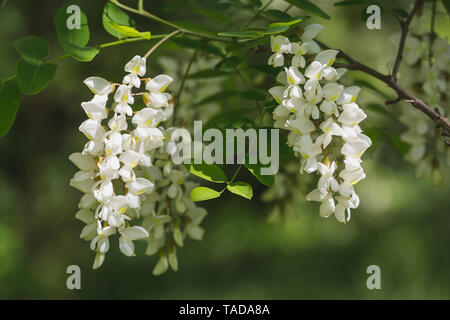 Robinie, Robinia pseudoacacia Stockfoto