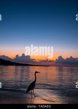 Malediven, Ross Atoll, Graureiher am Strand bei Sonnenuntergang Stockfoto