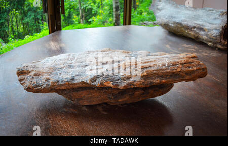 Das Holz wird zu Stein - Holz- fossilen Stockfoto