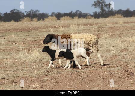 Bunten Schafe mit Lämmern in Dürre in NSW Australien Stockfoto