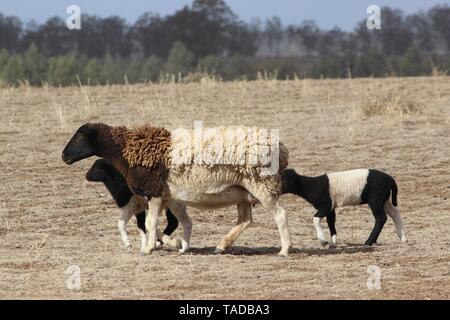 Bunten Schafe mit Lämmern in Dürre in NSW Australien Stockfoto