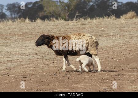 Bunten Schafe mit Lämmern in Dürre in NSW Australien Stockfoto