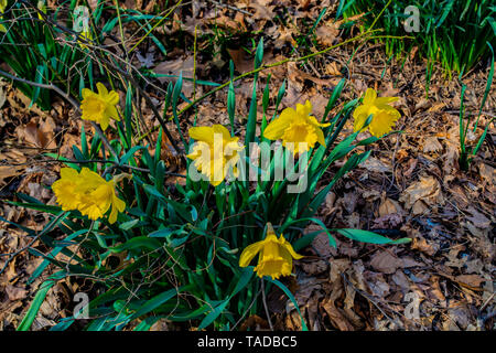 Narziss' Tete-a-Tete', Narzisse, gelbe Blumen im Park. Stockfoto