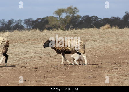 Bunten Schafe mit Lämmern in Dürre in NSW Australien Stockfoto