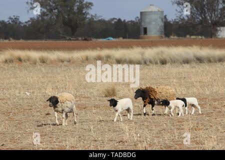 Bunten Schafe mit Lämmern in Dürre in NSW Australien Stockfoto