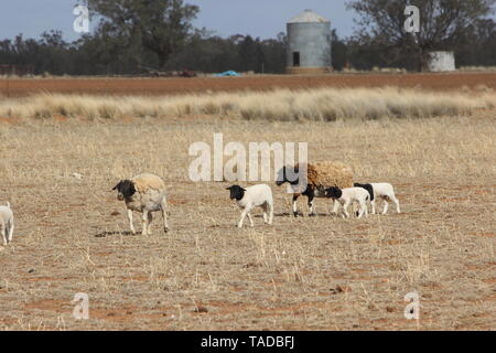 Bunten Schafe mit Lämmern in Dürre in NSW Australien Stockfoto