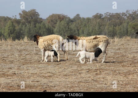 Bunten Schafe mit Lämmern in Dürre in NSW Australien Stockfoto