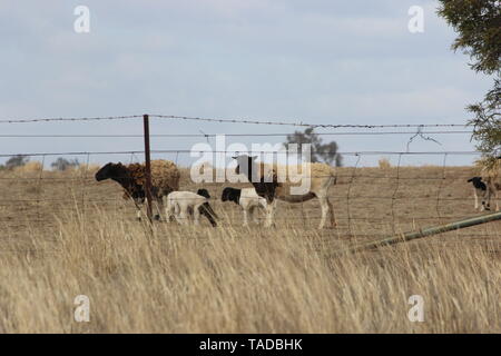 Bunten Schafe mit Lämmern in Dürre in NSW Australien Stockfoto