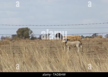 Bunten Schafe mit Lämmern in Dürre in NSW Australien Stockfoto