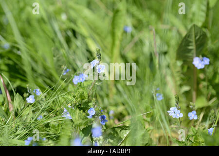 Schöne blaue Blumen der germander Ehrenpreis (Veronica Chamaedrys) im Wald an einem sonnigen Tag close up Stockfoto