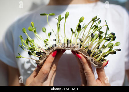 Weibliche Modell hält ein Stück rohes Gekeimtes microgreens auf Ihr weißes Hemd Hintergrund. Gesicht ist nicht sichtbar. Gesunde Ernährung, Landwirtschaft zu Hause, Diät Stockfoto