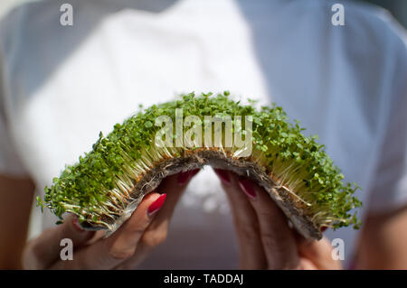 Weibliche Modell hält ein Stück rohes Gekeimtes microgreens auf Ihr weißes Hemd Hintergrund. Gesicht ist nicht sichtbar, eine Frau mit einer frischen Triebe von Rucola Stockfoto