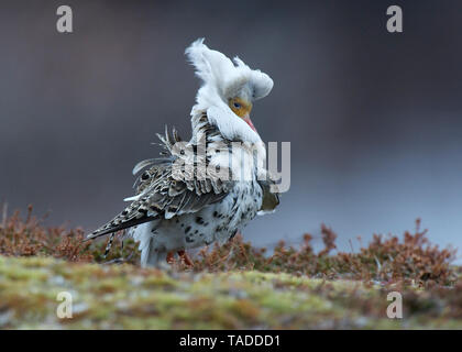 Ruffs im Sommer Gefieder, Varanger, Norwegen Stockfoto