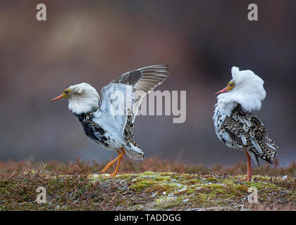 Ruffs im Sommer Gefieder, Varanger, Norwegen Stockfoto