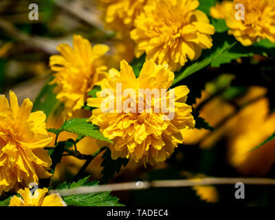 Ein Cluster von Fancy kerria Blumen, Kerria japonica pleniflora f, Blüte in einem japanischen Park. Stockfoto